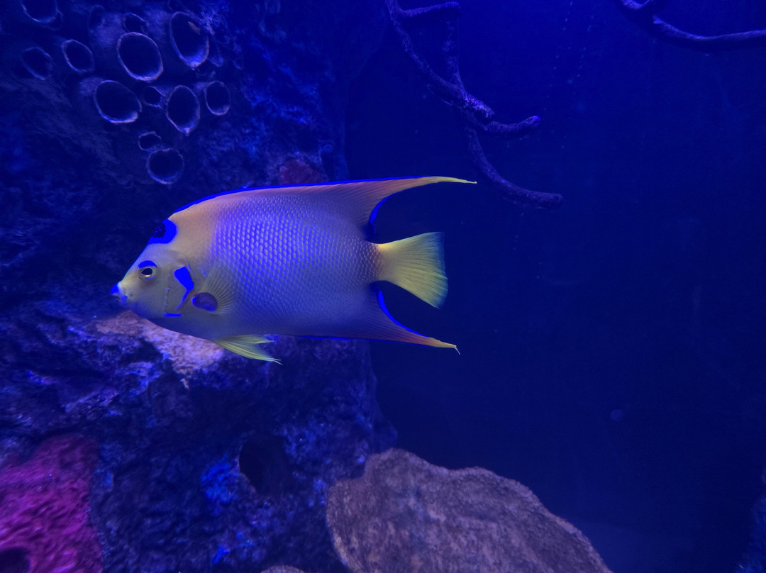 Daytona Aquarium & Rainforest Adventure-代托纳比奇必去景点