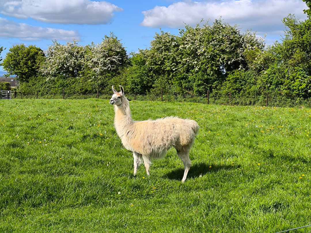 Castleview Open Farm-Cullahill必去景点