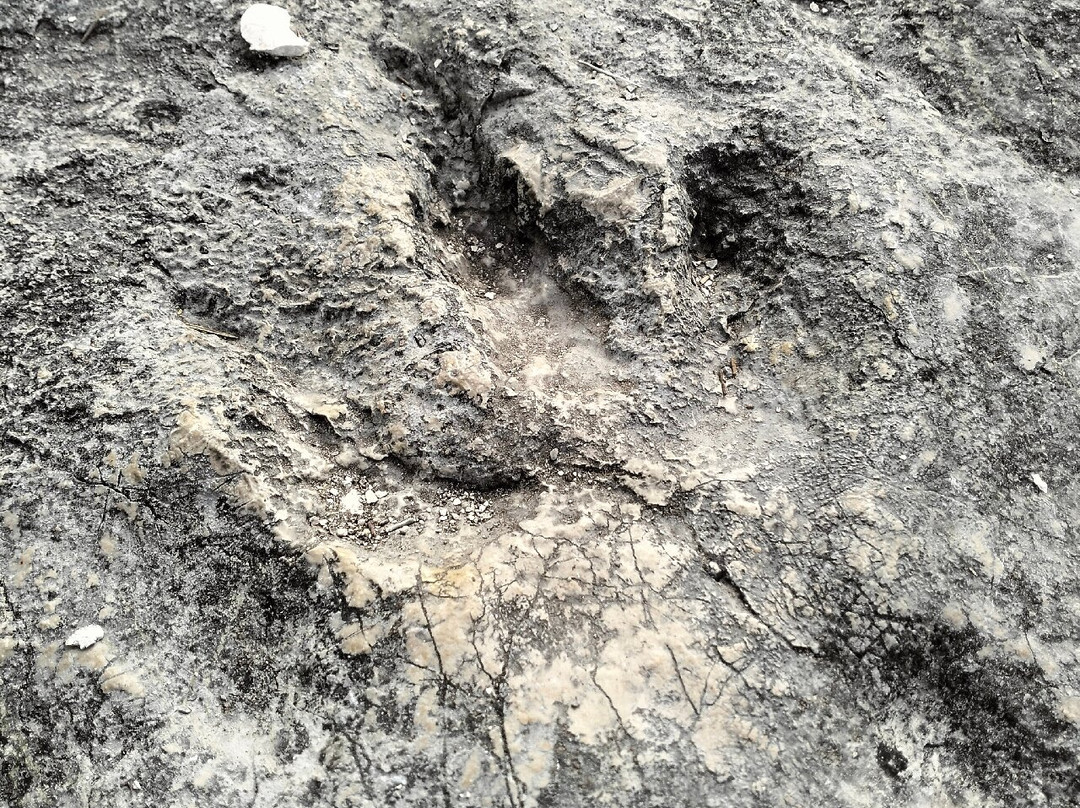 Dinosaurs's Trail景点图片
