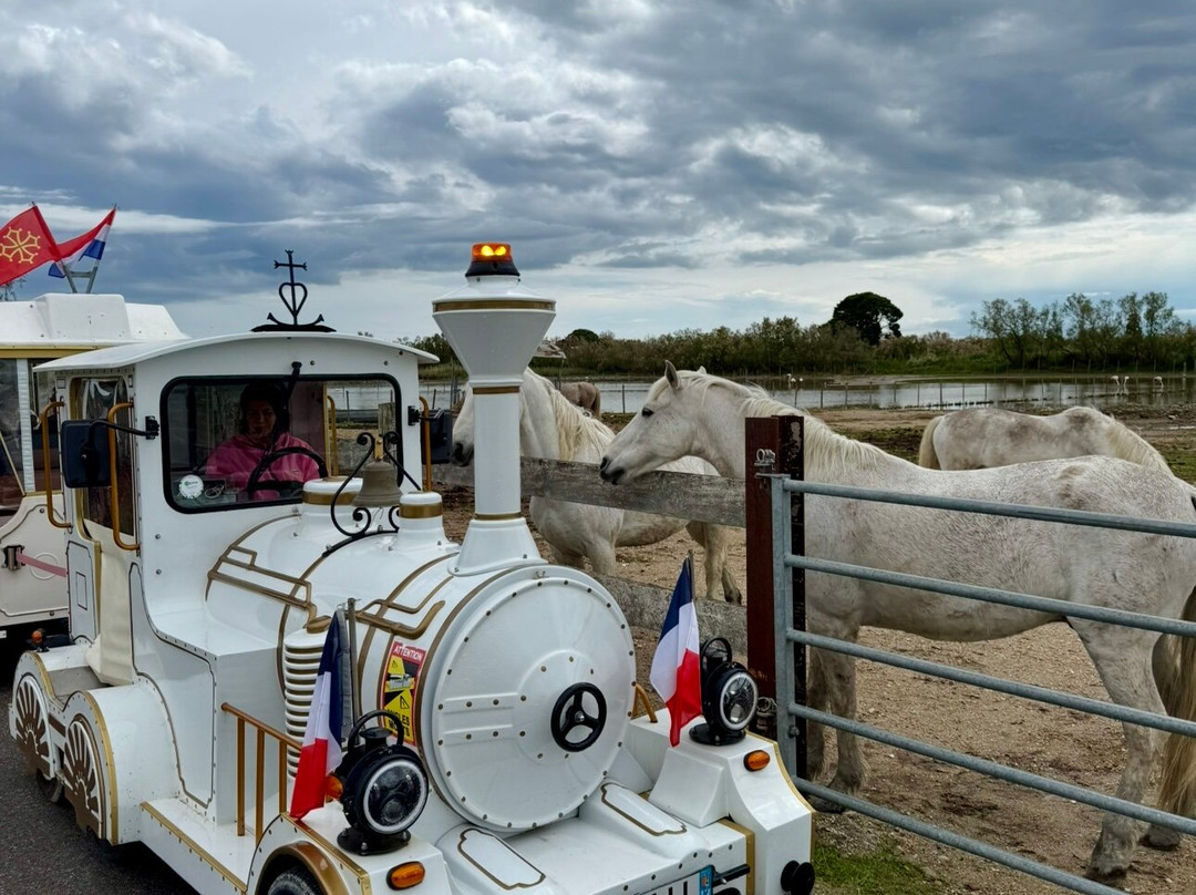 Le Petit Train Camarguais-滨海圣玛丽必去景点