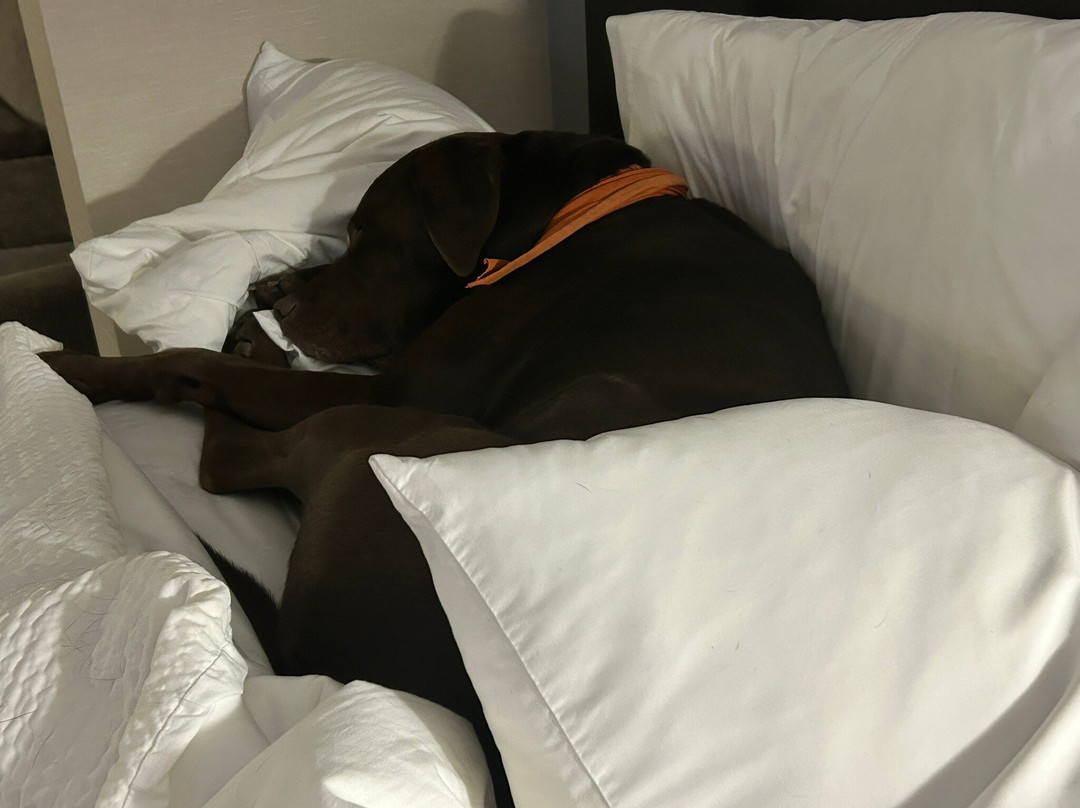 Holiday Inn Express Le Claire Riverfront-Davenport by IHG主图