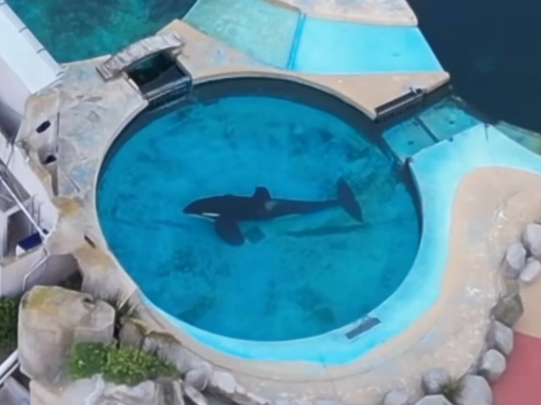 Mundo Marino-圣克莱门特雷图尤必去景点