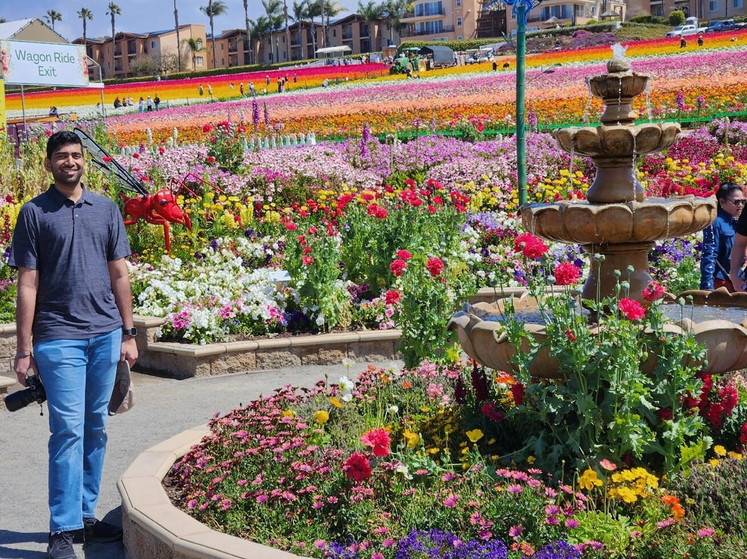 The Flower Fields at Carlsbad Ranch-卡尔斯巴德必去景点