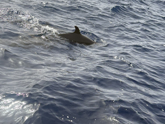 Sinai Scuba Diving Center-沙姆沙伊赫必去景点
