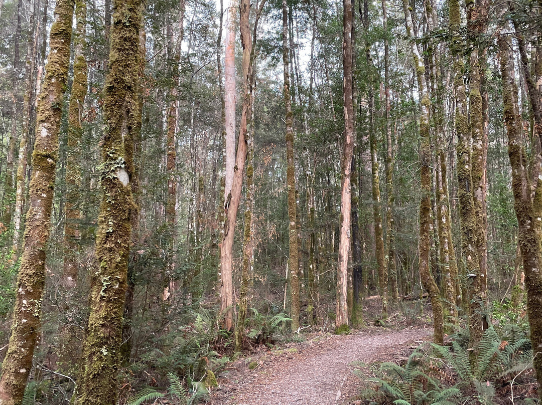 Franklin River Nature Trail景点图片