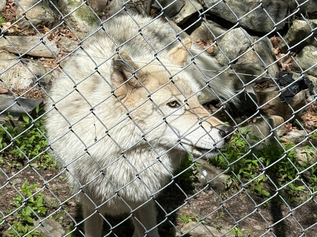 Lakota Wolf Preserve景点图片