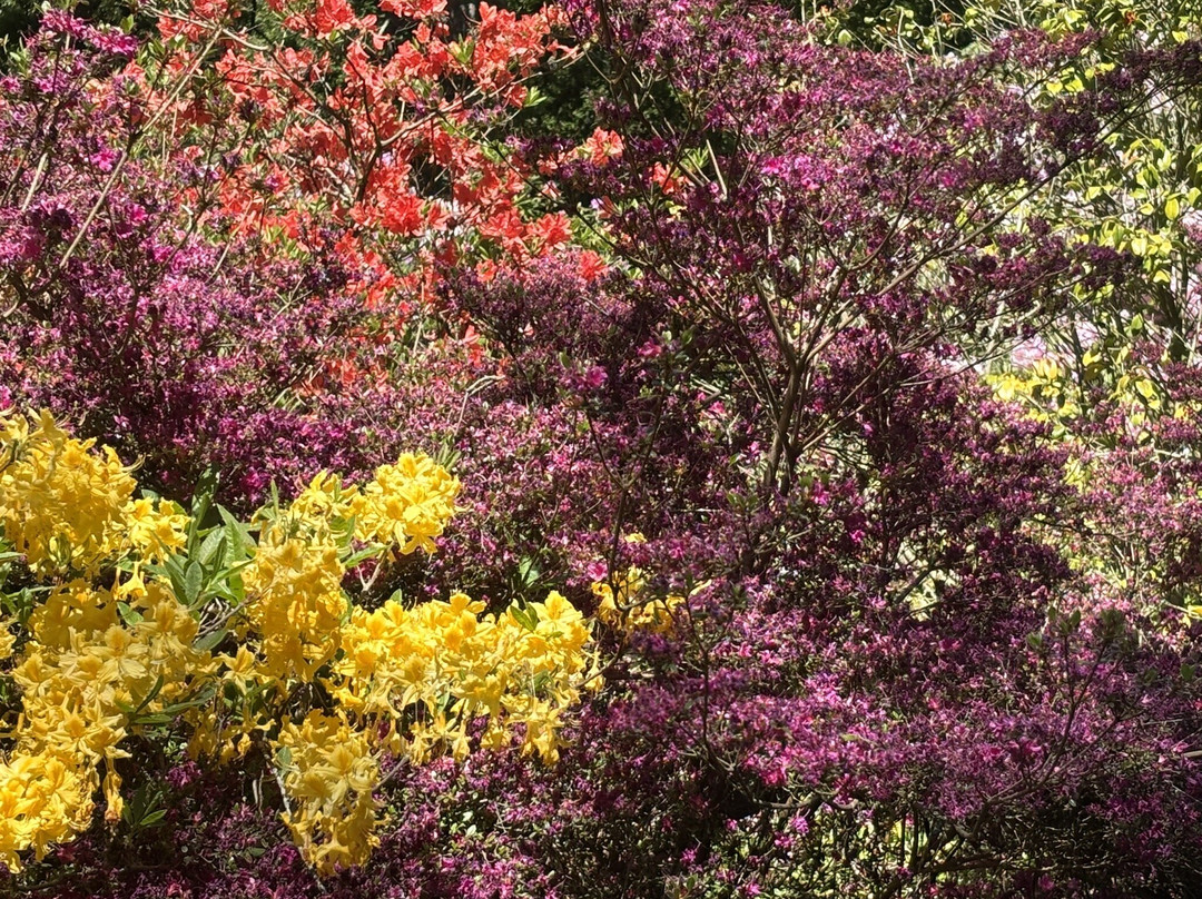 Hoveton Hall Gardens-诺威奇必去景点