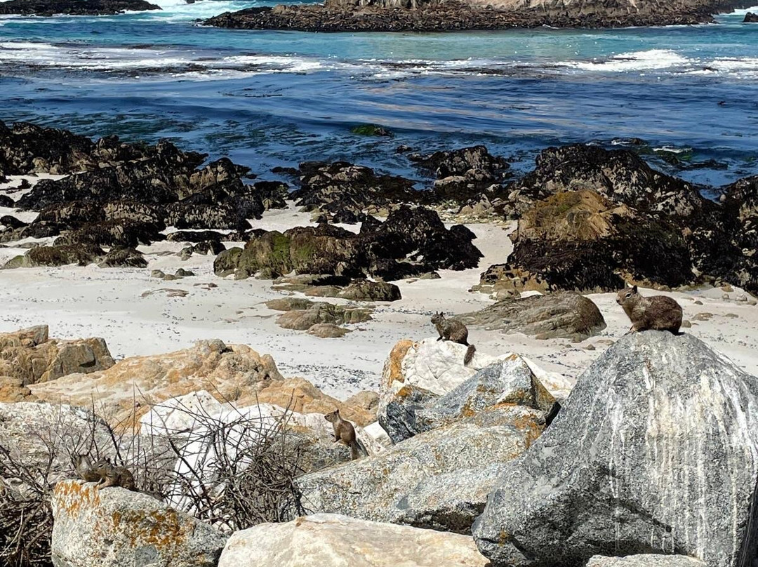 Bird Rock Vista Point-圆石滩必去景点