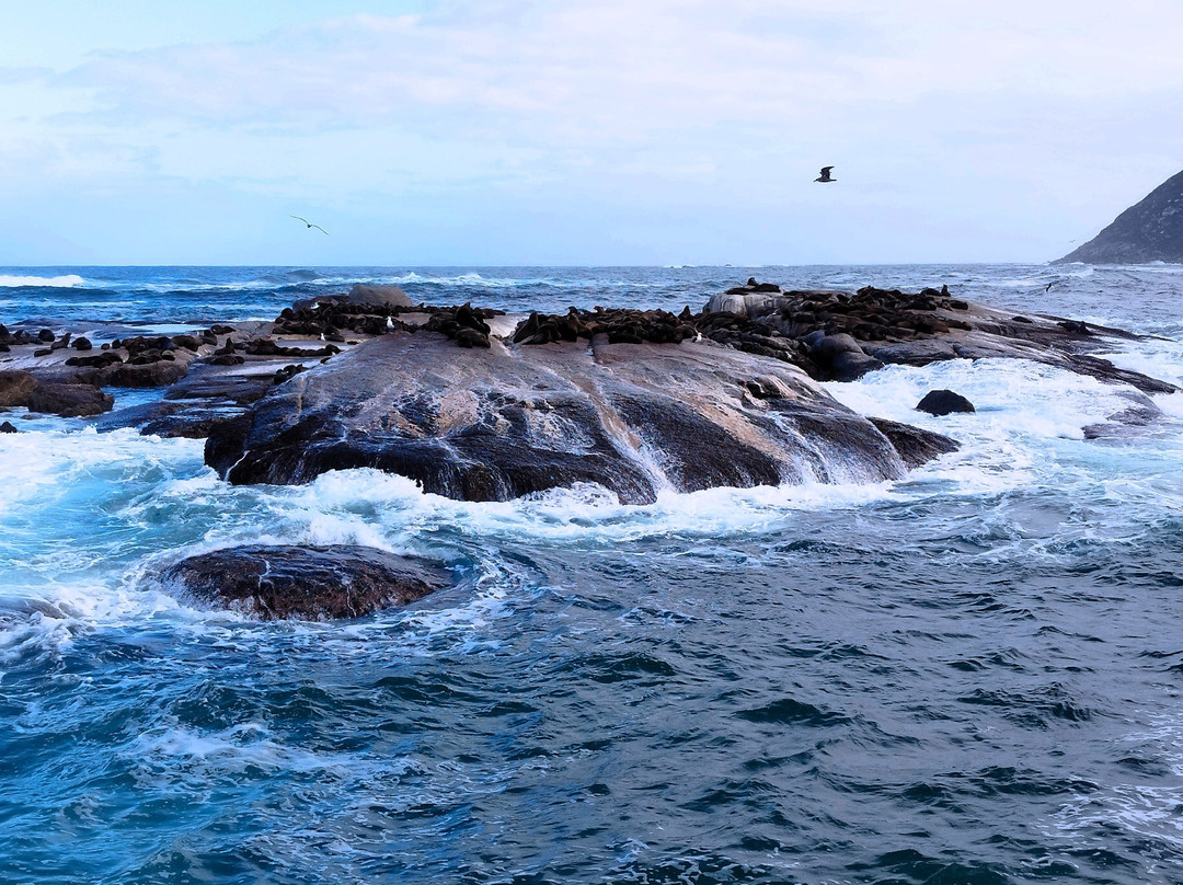 Duiker Island-木湾必去景点