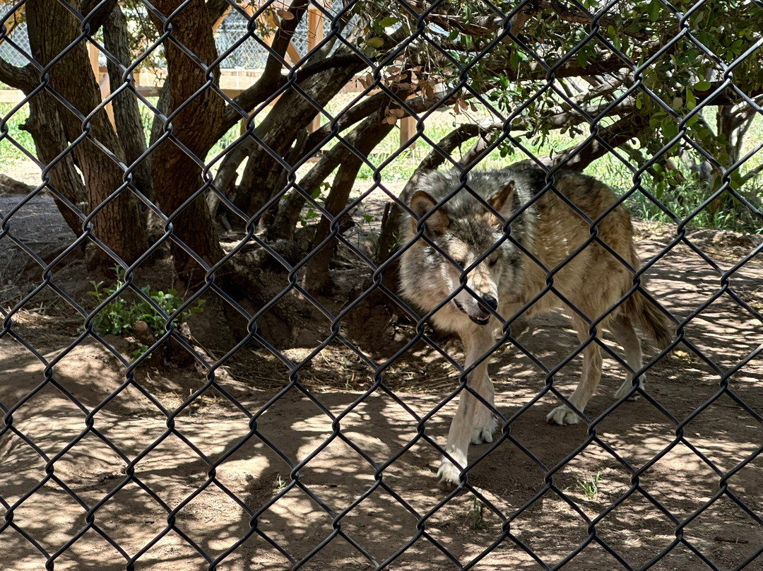 California Wolf Center景点图片