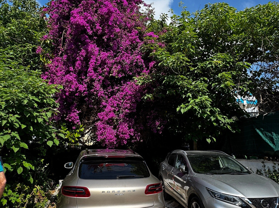 Bed and Breakfast Il Giardino di Villa Anna主图