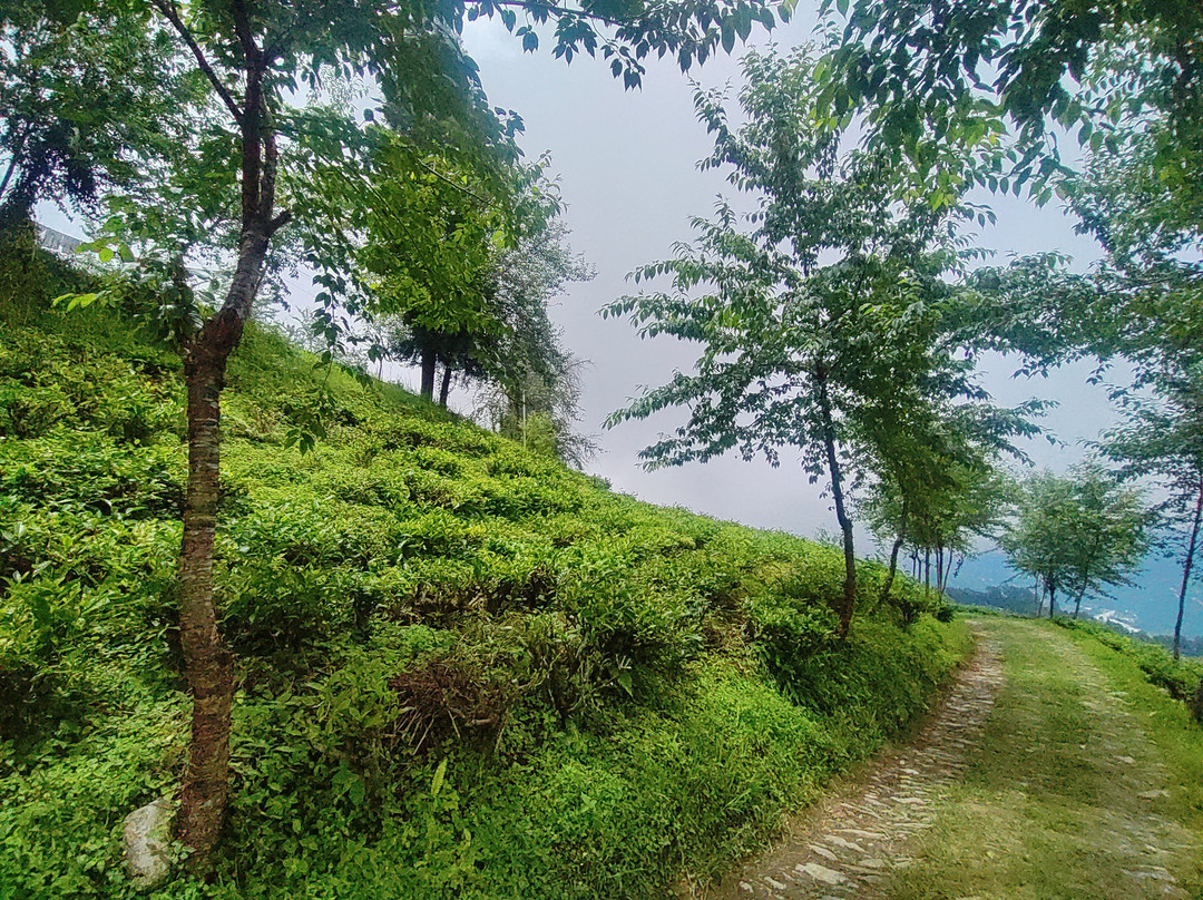 The Temi Bungalow, Eco Adventure Resorts主图