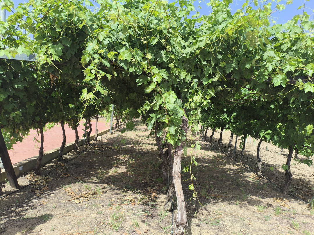 Bodega Pago de Las Encomiendas景点图片