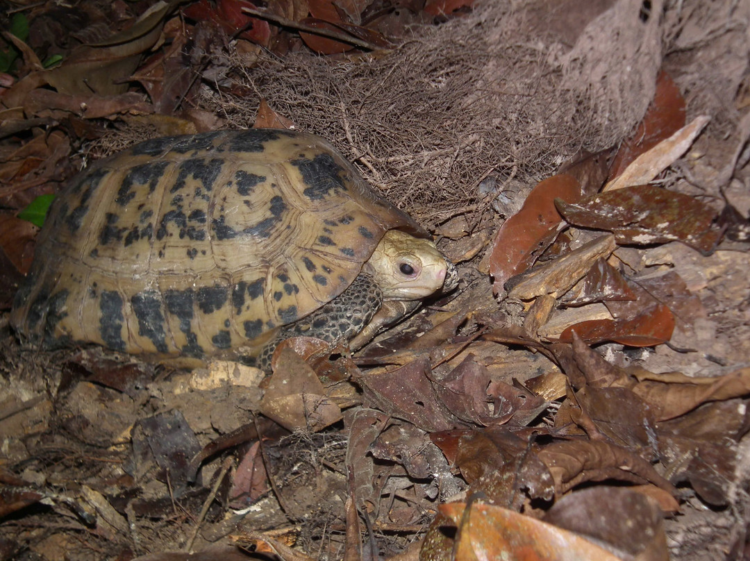 Herping Tour Vietnam - Guide Diệp Tùng-Ben Luc必去景点