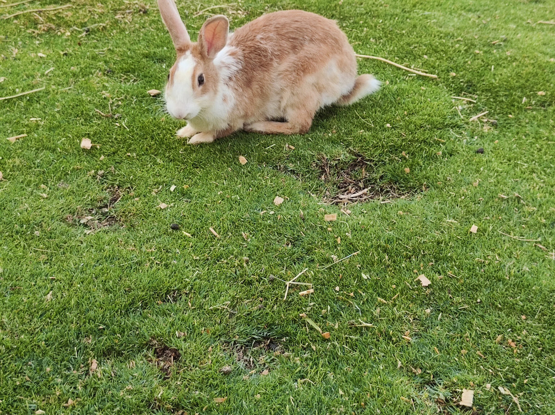 Happy Horse Stable Magawish Horseriding-赫尔格达必去景点