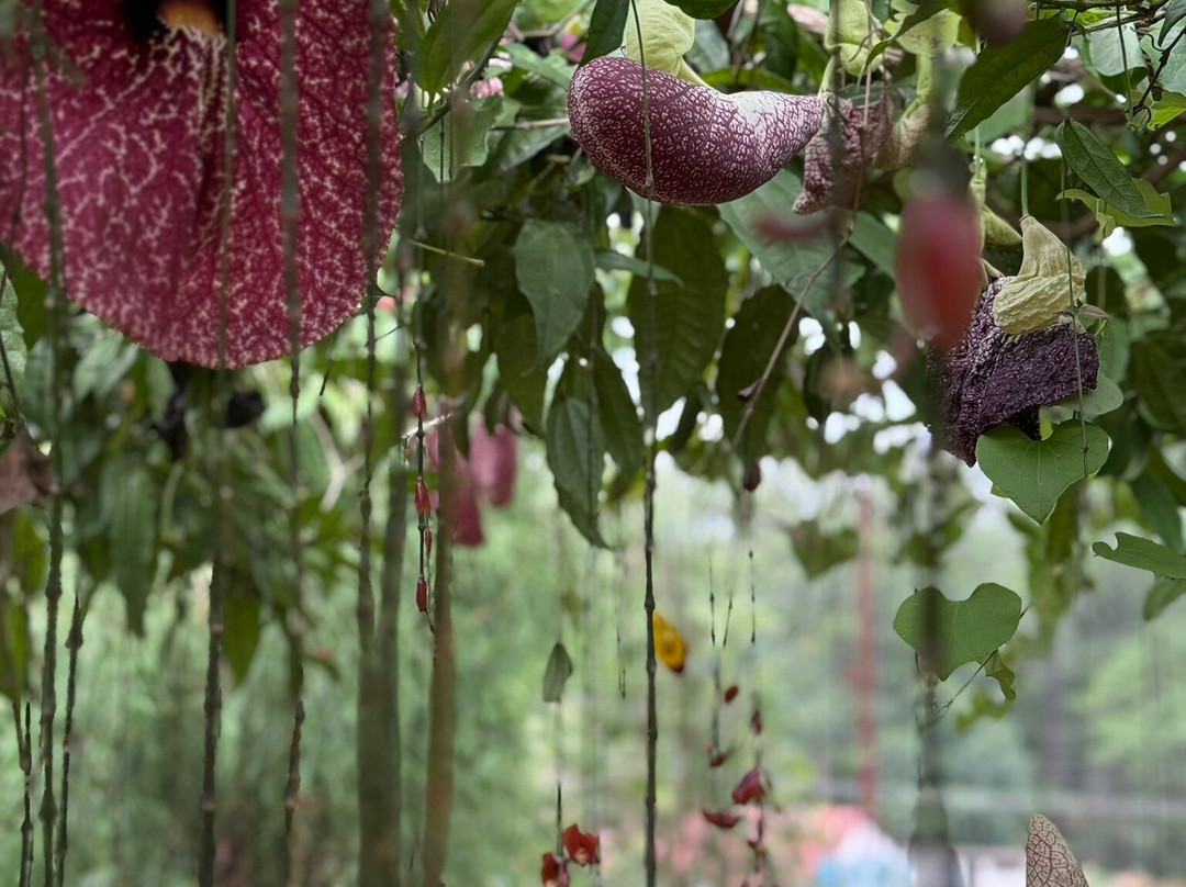 Cauvery Peak-亚尔考德必去景点