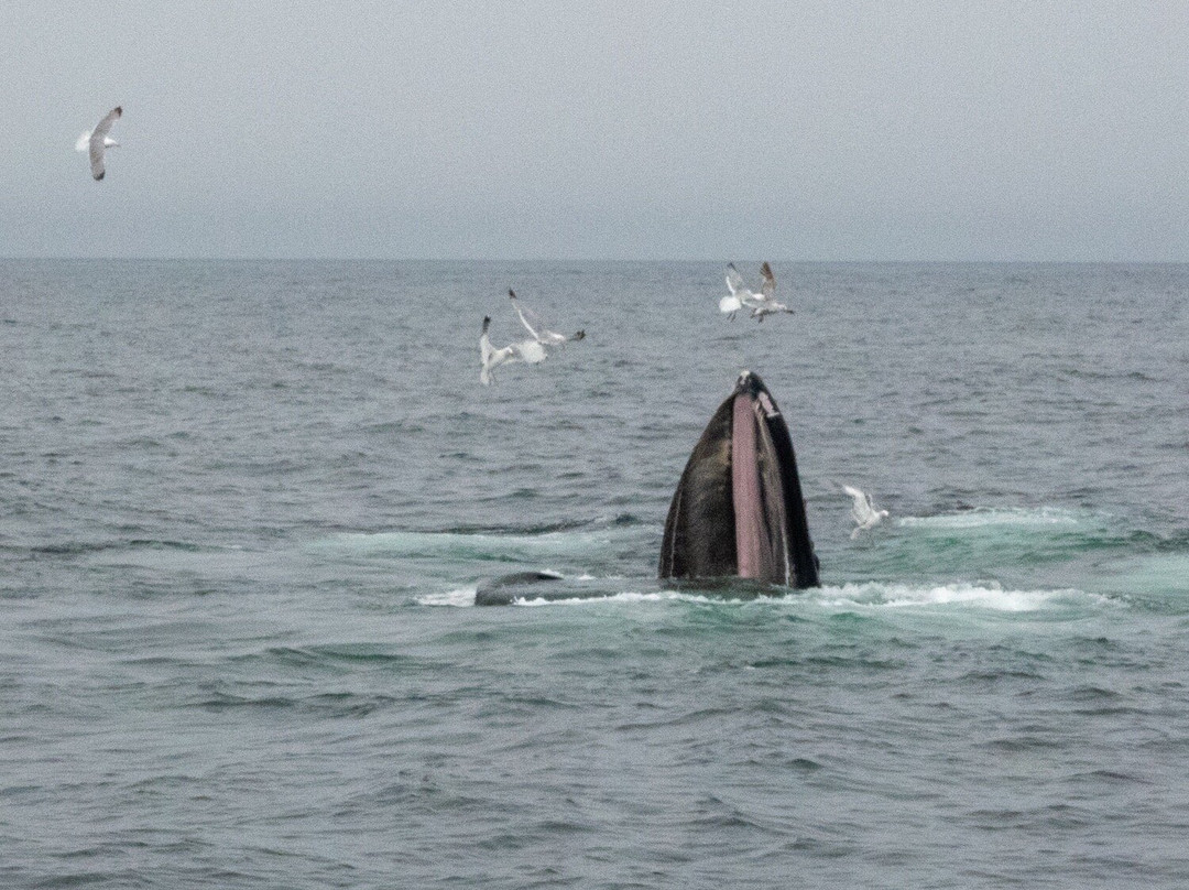 Provincetown Whale Watch-普罗温斯敦必去景点