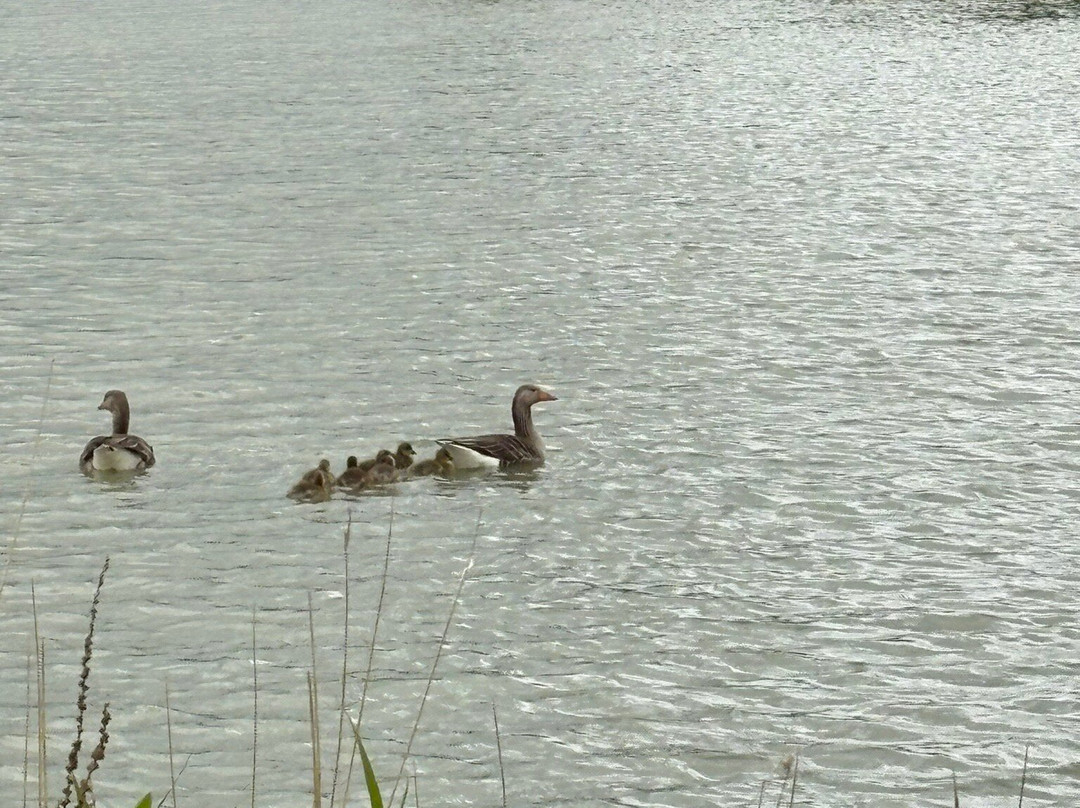 Hanworth Country Park景点图片