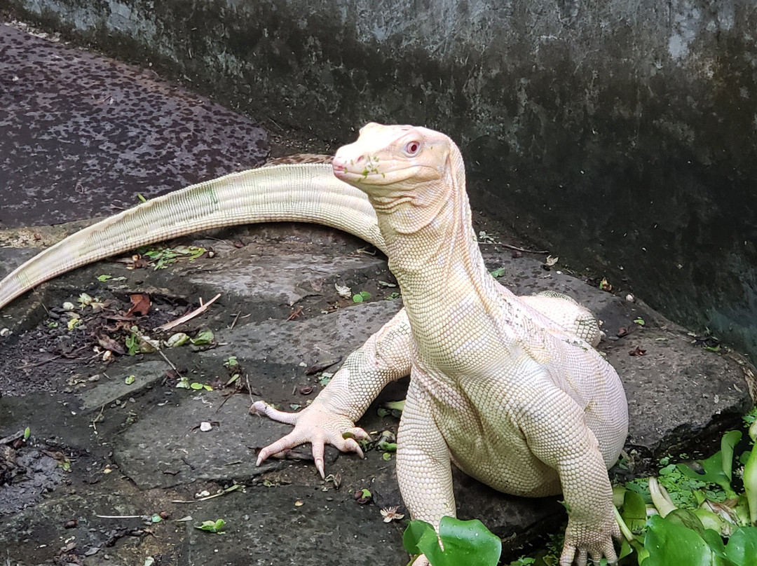 Parque Reptilandia景点图片