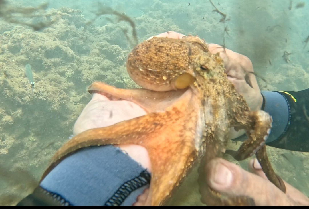 Discovery diving center-赫索尼索斯必去景点