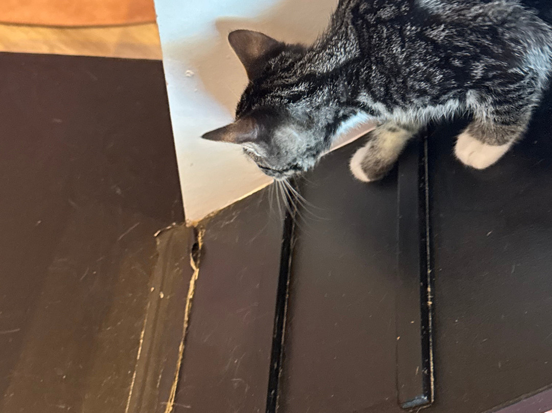 Cat Cafe Maui-卡胡卢伊必去景点