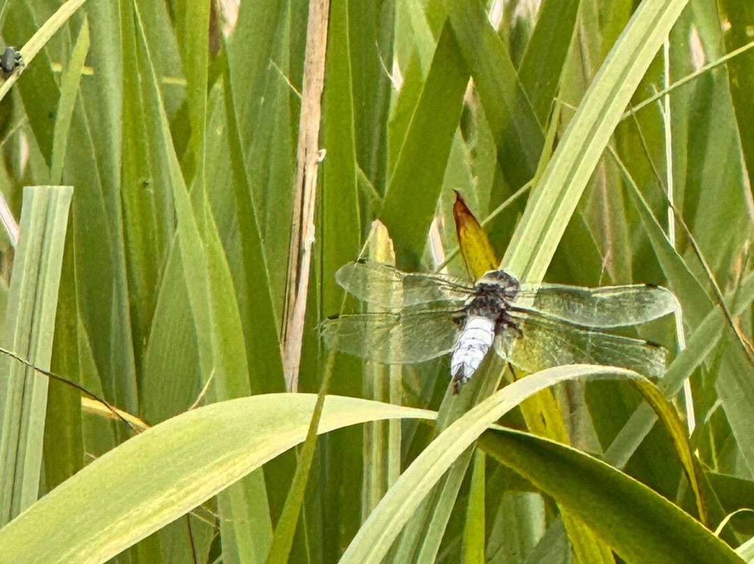 Wheatfen Nature Reserve Surlingham-诺威奇必去景点