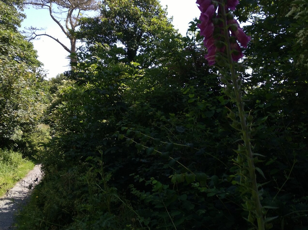 Nugent's Wood-Portaferry必去景点