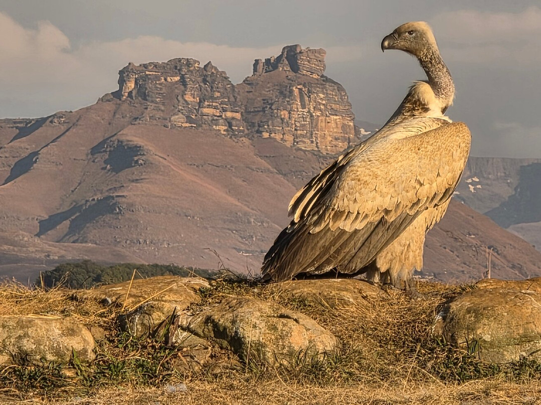 Mzimkulu Vulture Hide-安德堡必去景点