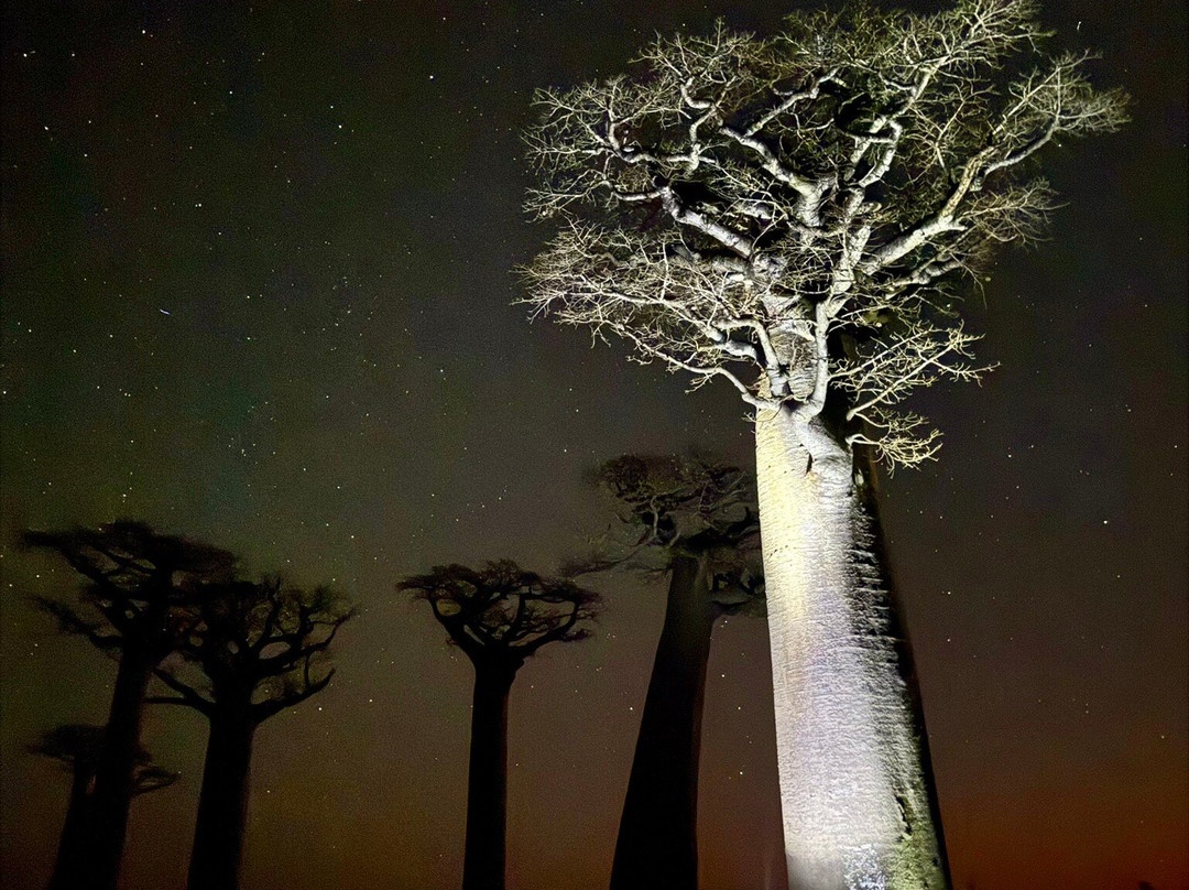Remote River Expeditions - Madagascar-Morondava必去景点