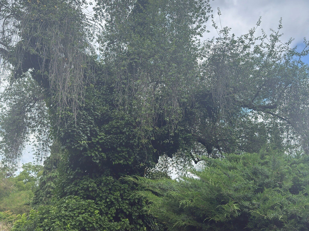 Botanical Garden of the University of Wrocław-弗罗茨瓦夫必去景点