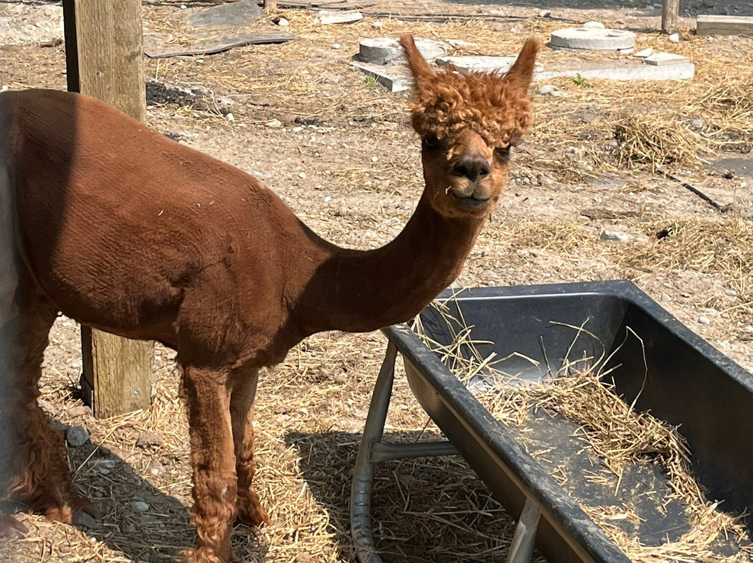 Old Mill Alpacas-Colborne必去景点