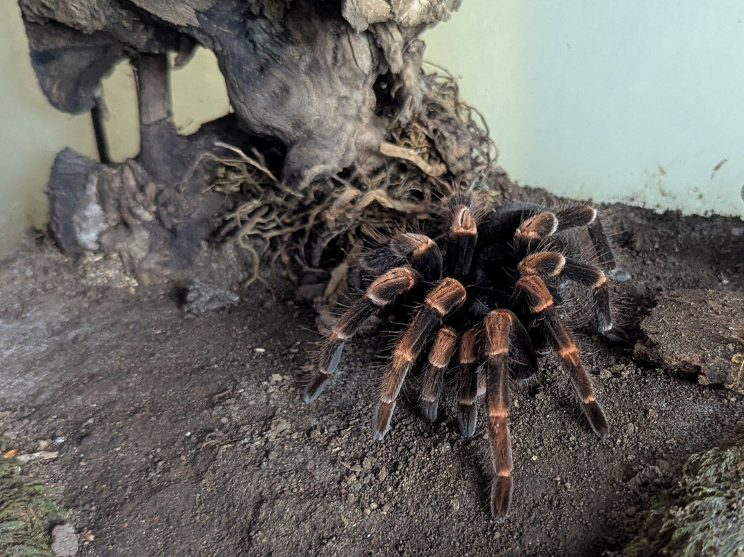 Butterfly Garden at Selvatura Park-蒙特沃德必去景点