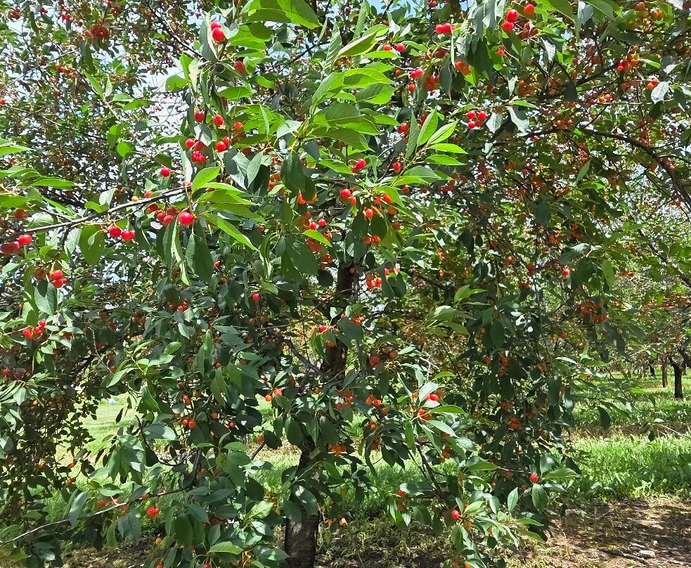 Seaquist Orchards Farm Market-锡斯特贝必去景点