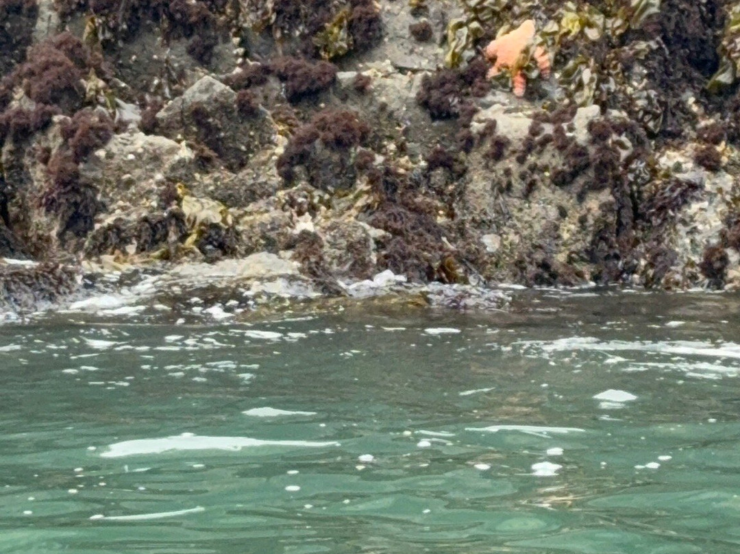 Kayak Mendocino-Little River必去景点