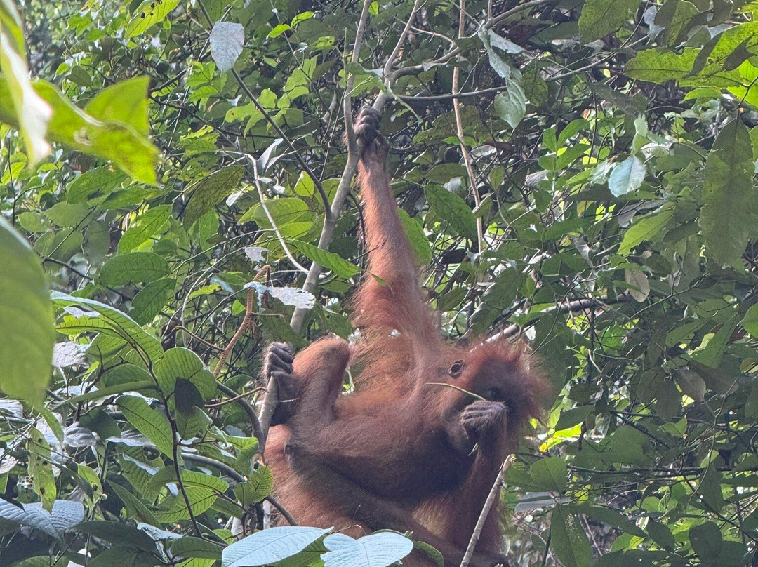 Sumatra Orang Utan Treks-武吉拉旺必去景点