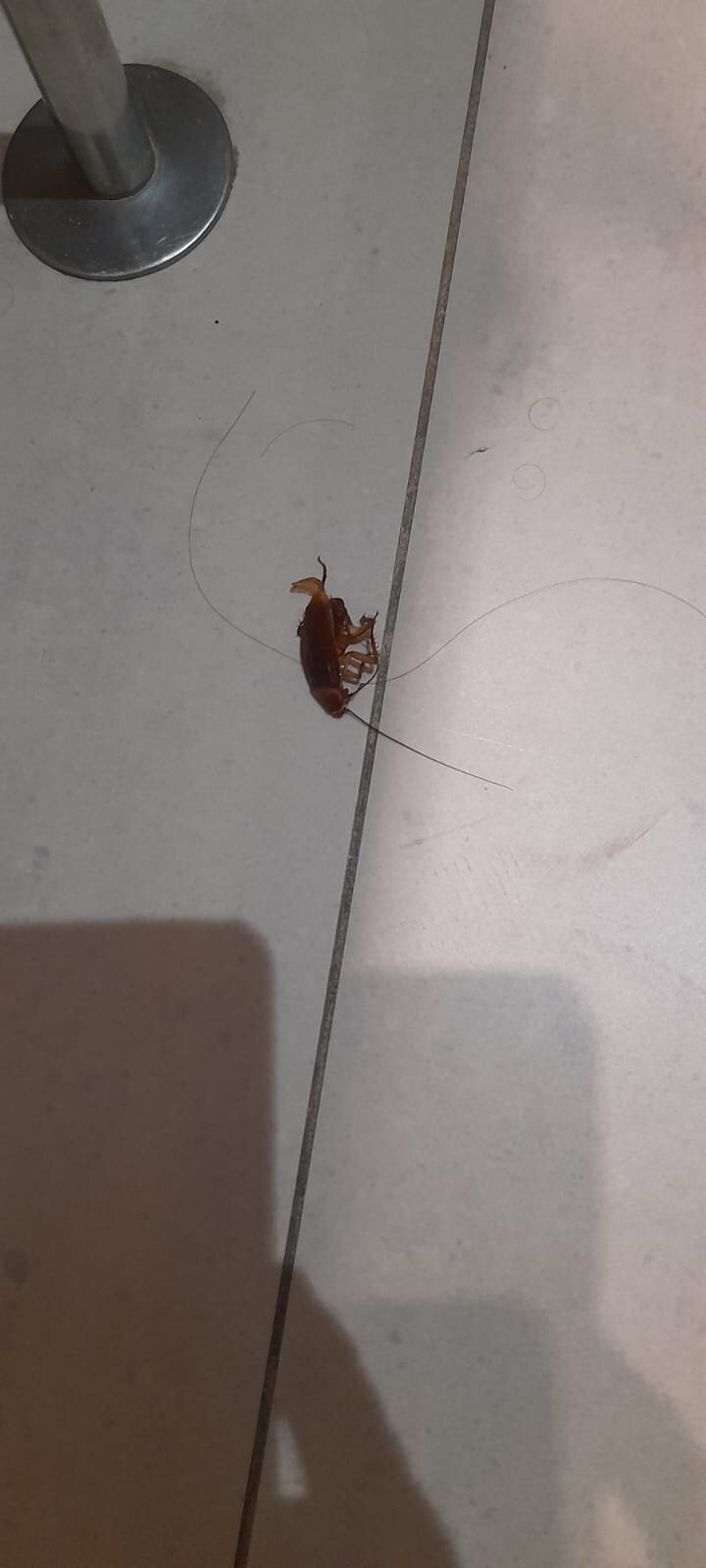 户撒马斯卡马雷纳酒店-官方