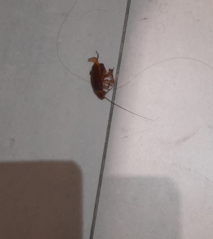 户撒马斯卡马雷纳酒店主图