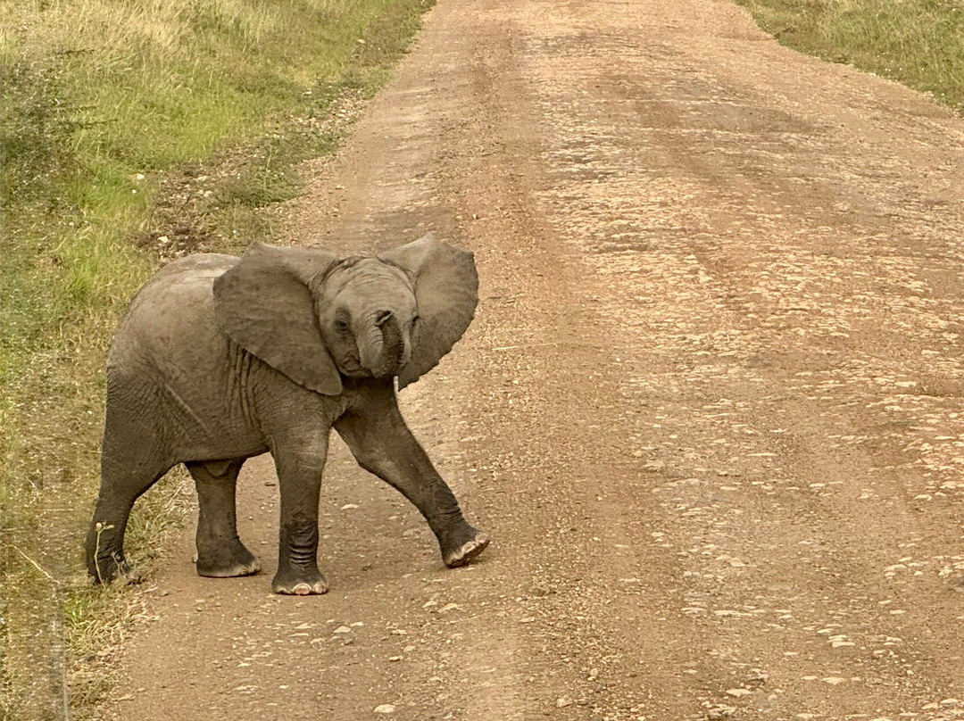 Safaris By Max-内罗毕必去景点