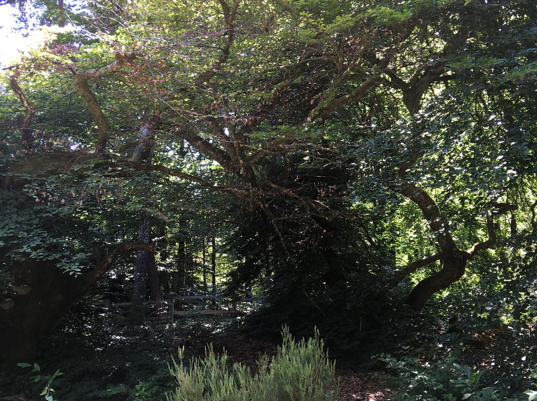 Les Faux de Verzy-Verzy必去景点