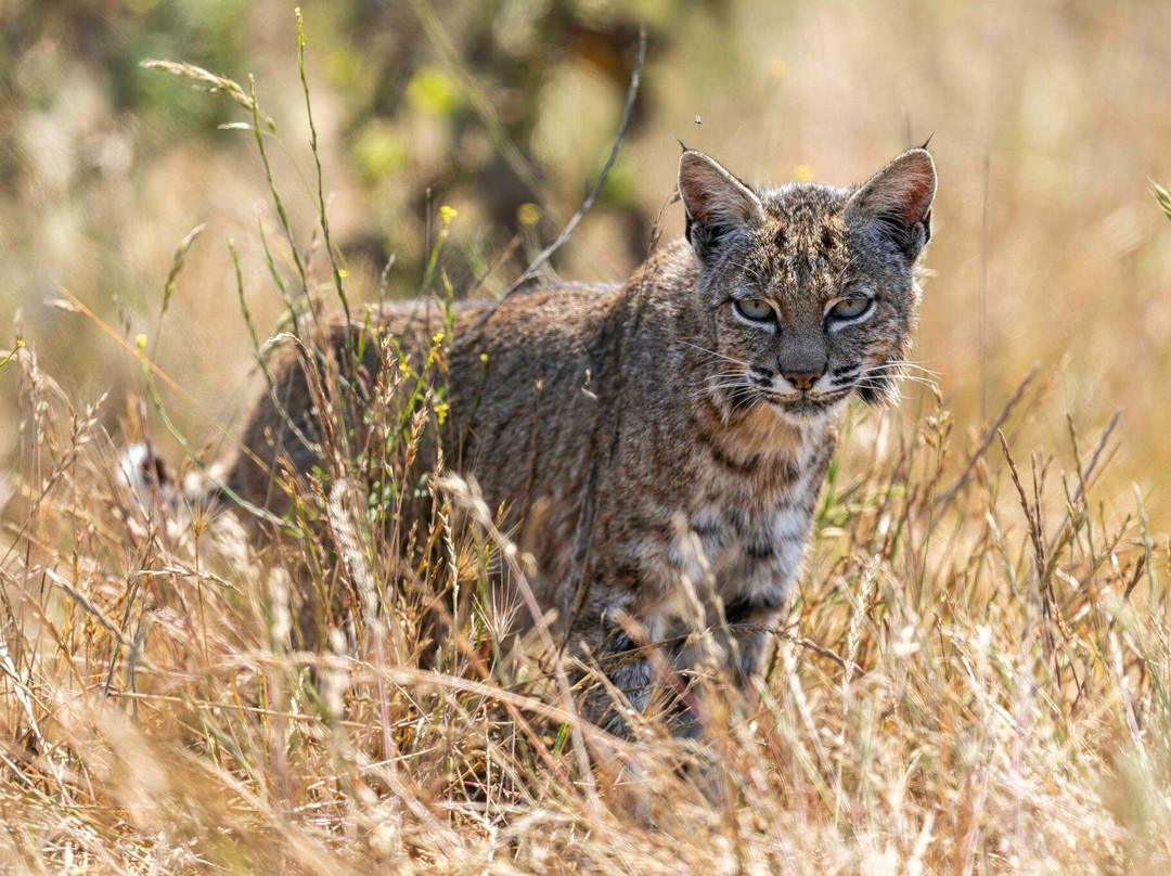 Point Reyes Safaris-Point Reyes Station必去景点