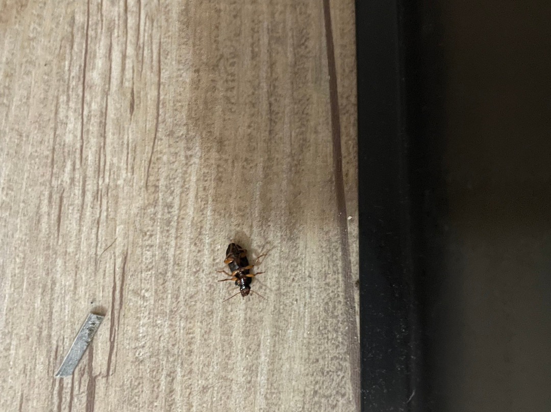 La Quinta Inn & Suites by Wyndham Plattsburgh主图