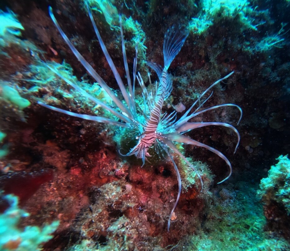 Dikelas dive center-Karystos必去景点