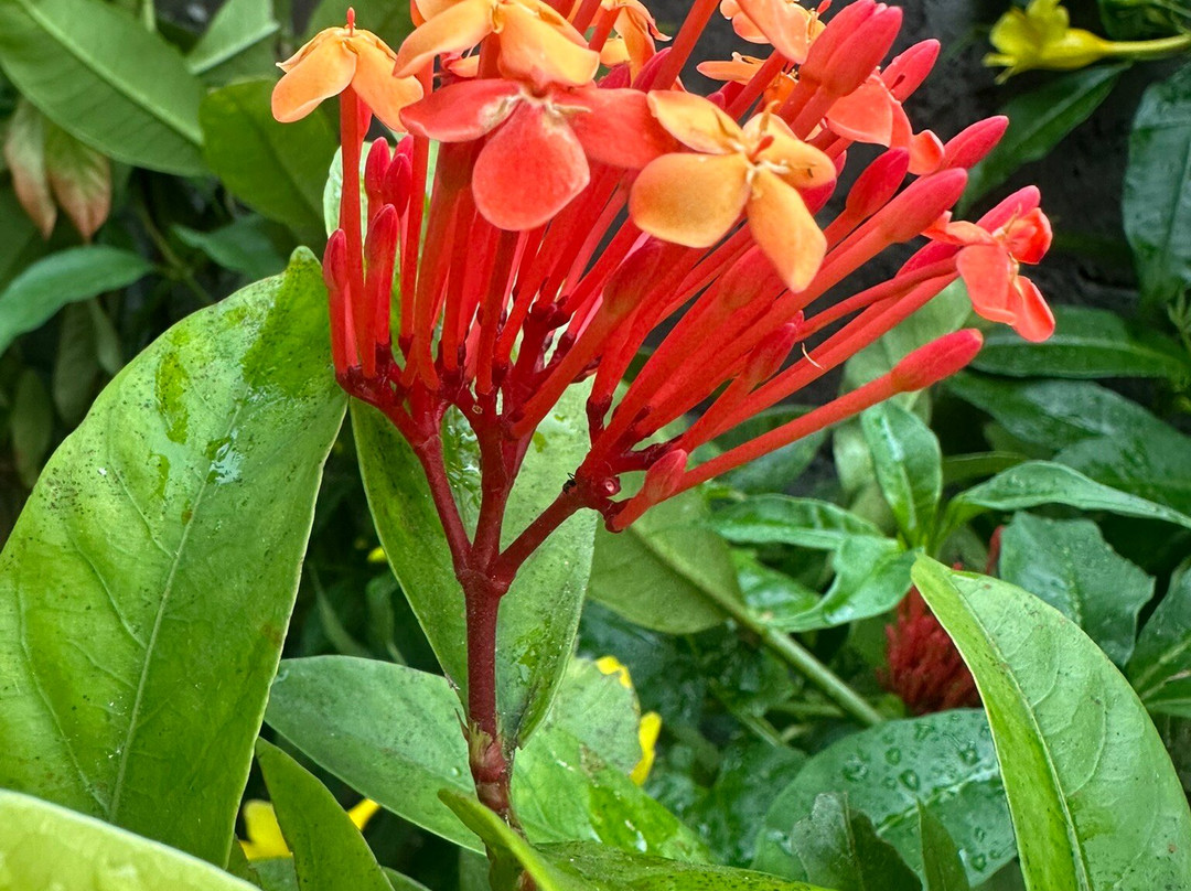 Melanting Waterfalls-姆杜克必去景点