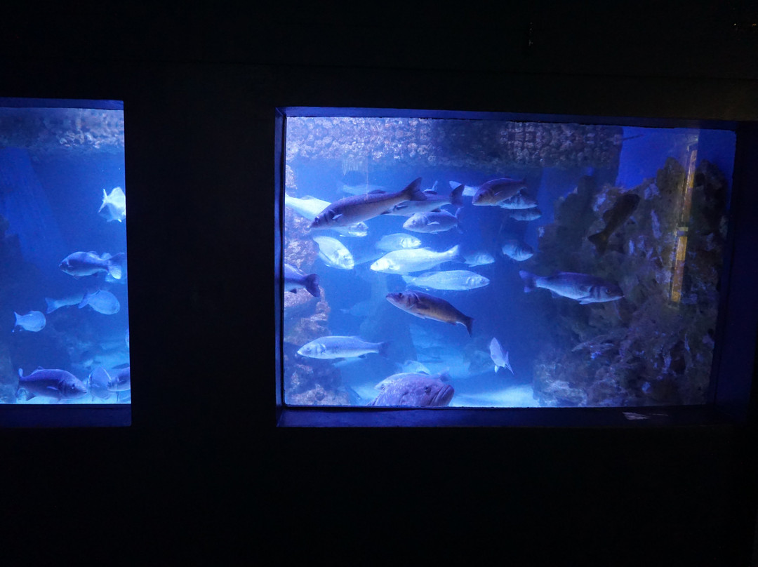 Aquarium Pula-普拉必去景点