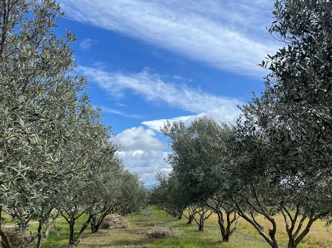 Jacob's Olive-Sveti Filip i Jakov必去景点