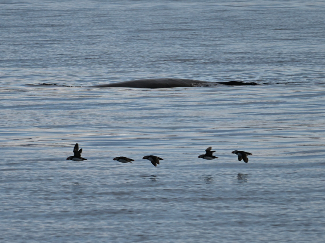 Borea Adventures-伊萨菲厄泽必去景点