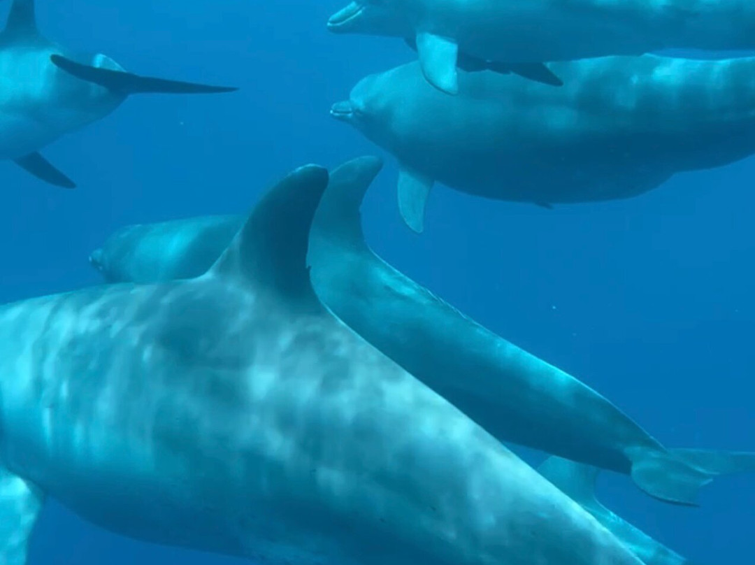 Zanzibar tours by Juma-Matemwe必去景点