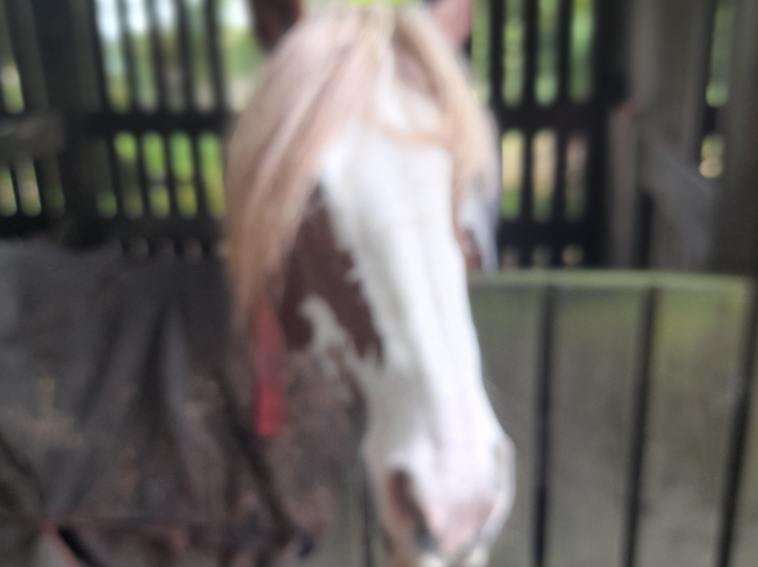 Saddle Tramps Trail Riding-Lampeter必去景点