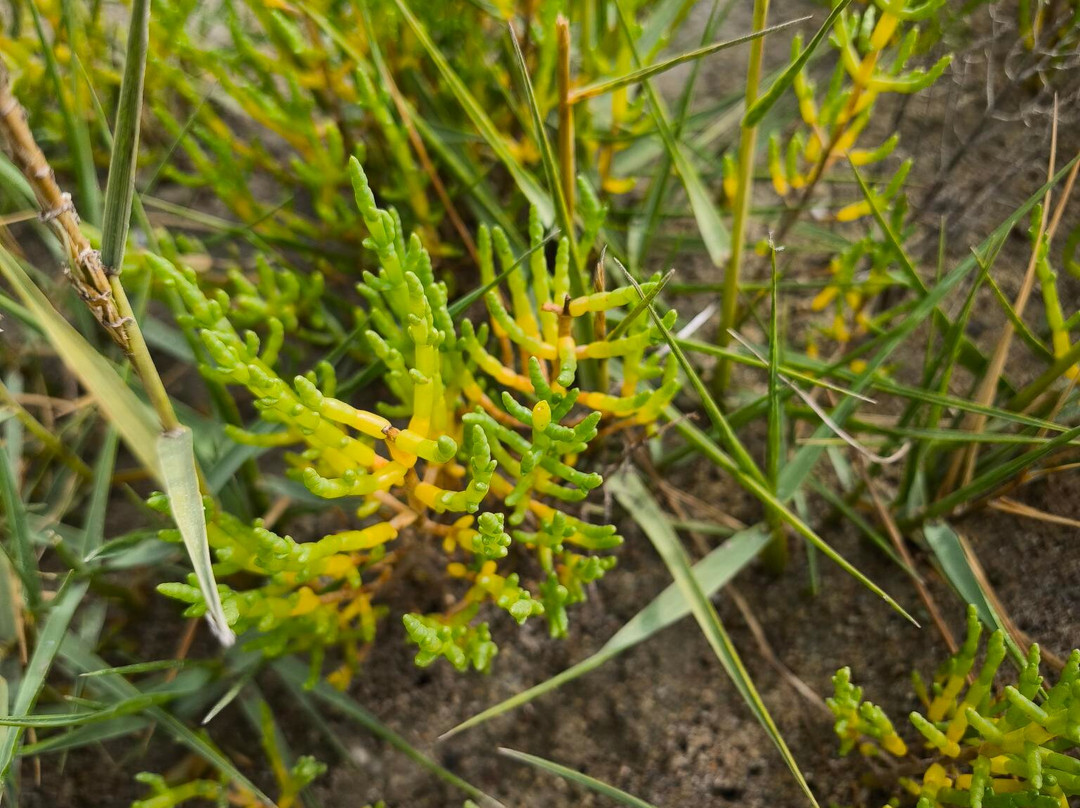 Sillon de Talbert-Pleubian必去景点