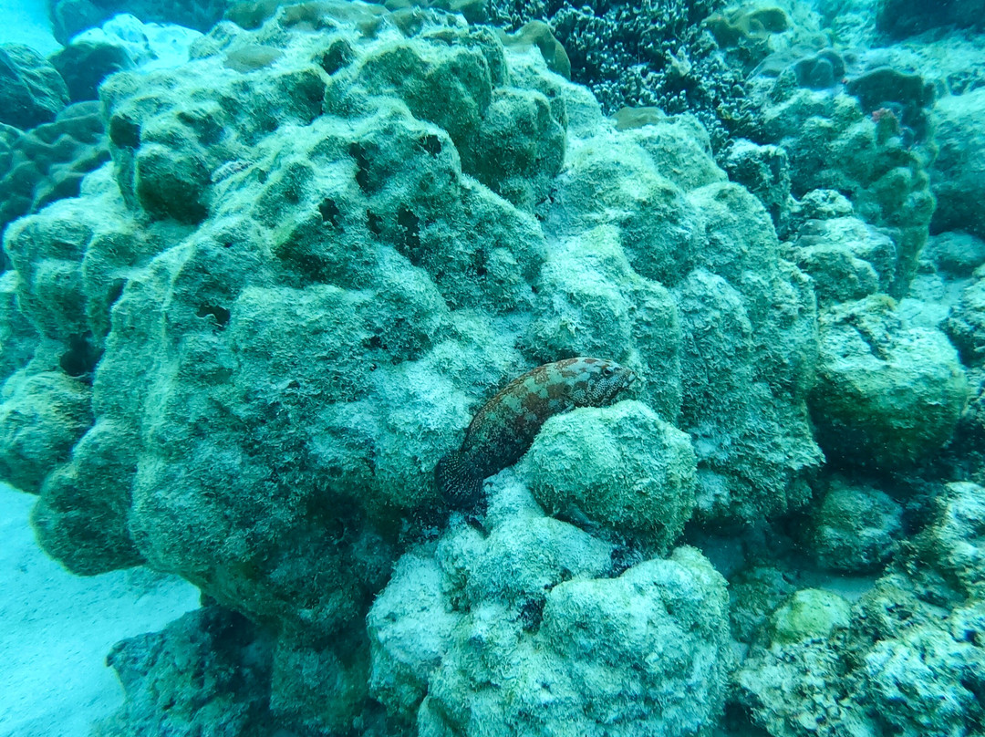 Bigorno Diving Center Mauritius-卓欧毕雪必去景点